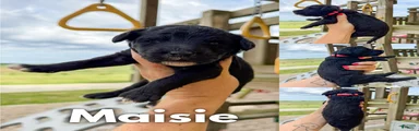 Maisie - F1b