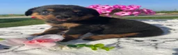 Rottweiler dogs for sale: Gatsby - Ad 2