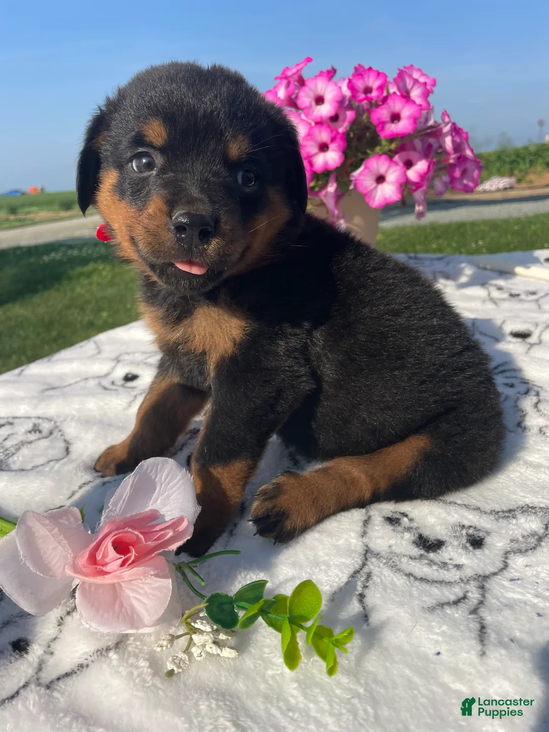 Rottweiler dogs for sale: Gatsby - Ad 2