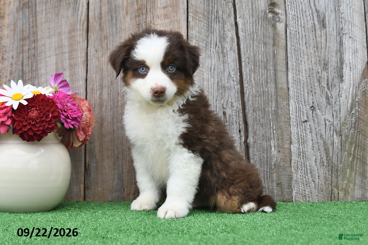 Rusty, Australian(American)Shepherd Miniature