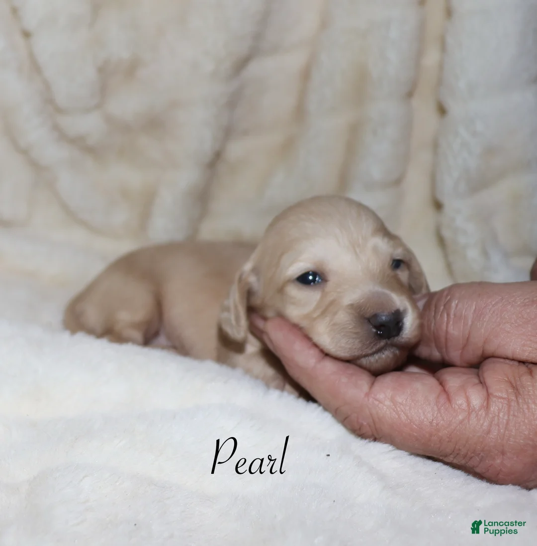 Dachshund dogs for sale: Pearl - Ad 4