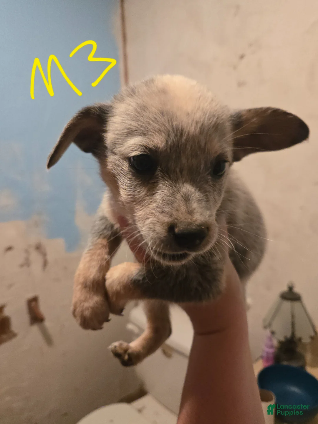 Australian Cattle Dog dogs for sale: Ranger - Ad 1