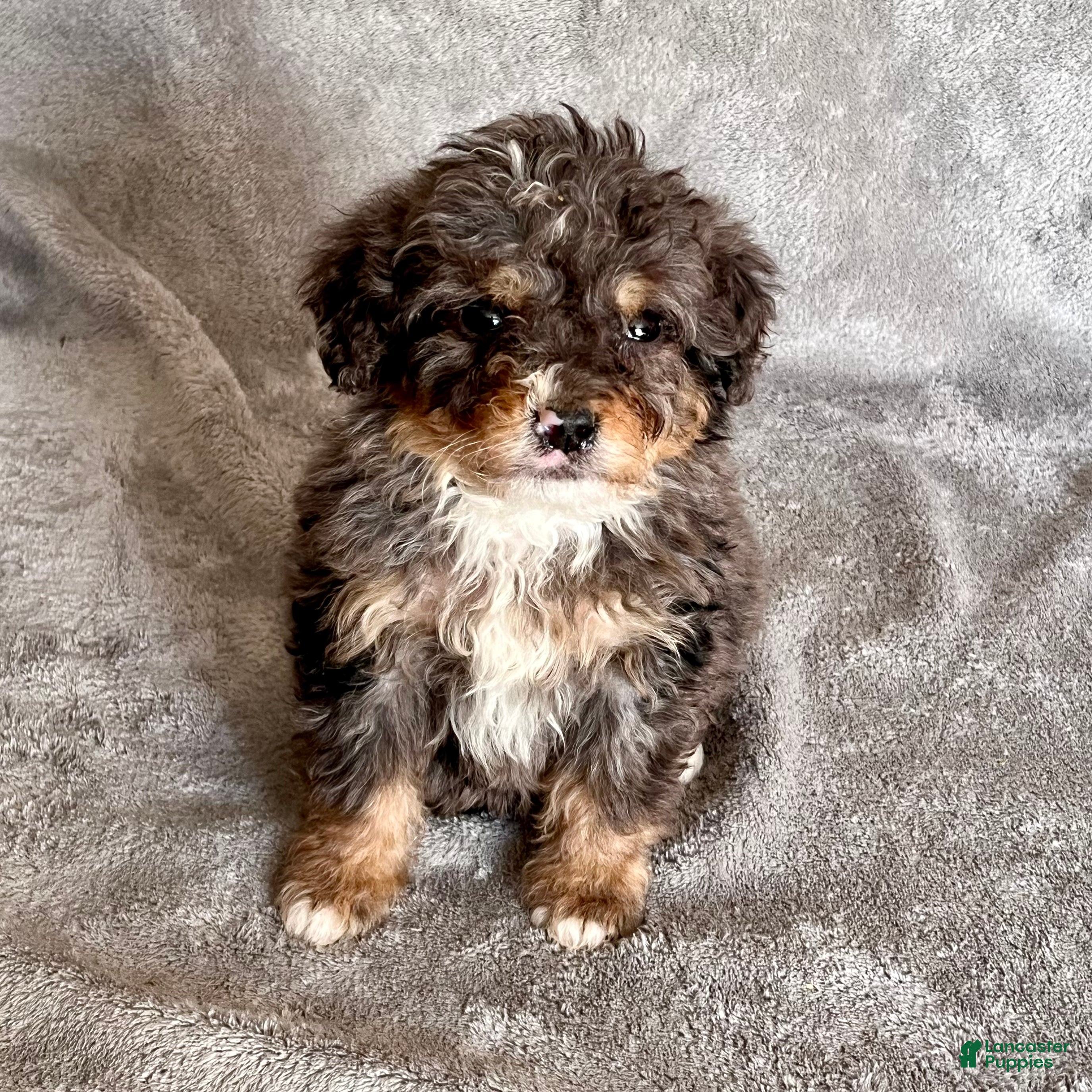 Bernedoodle dogs Judd - Ad 37