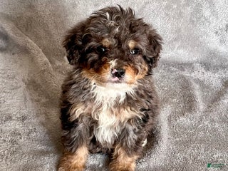Bernedoodle dogs Judd - Ad 37