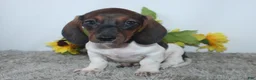 Miniature Dachshund dogs for sale: Jordan - Ad 2