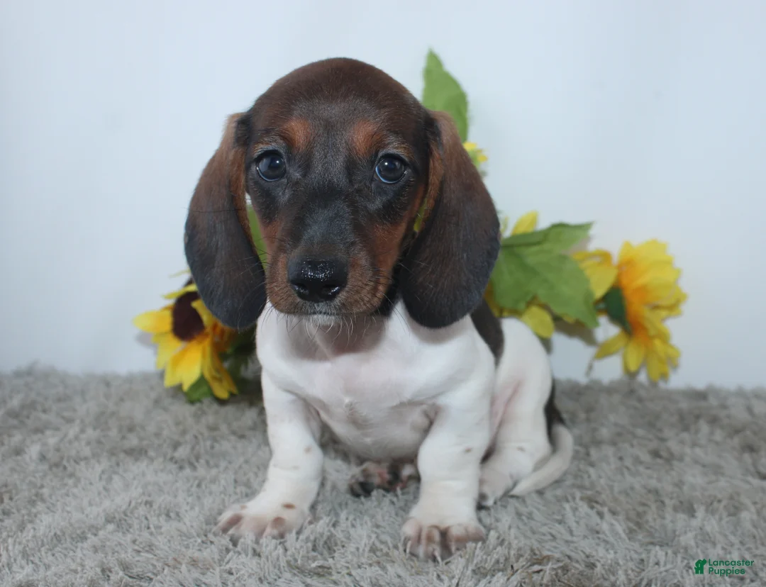 Miniature Dachshund dogs for sale: Jordan - Ad 2