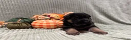 German Shepherd dogs for sale: Max - Ad 5