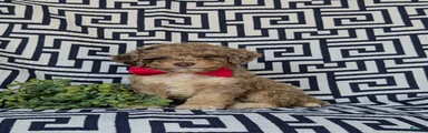Calvin Hypoallergenic