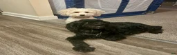 Cockapoo dogs for sale:  3. Grandpa - Ad 20