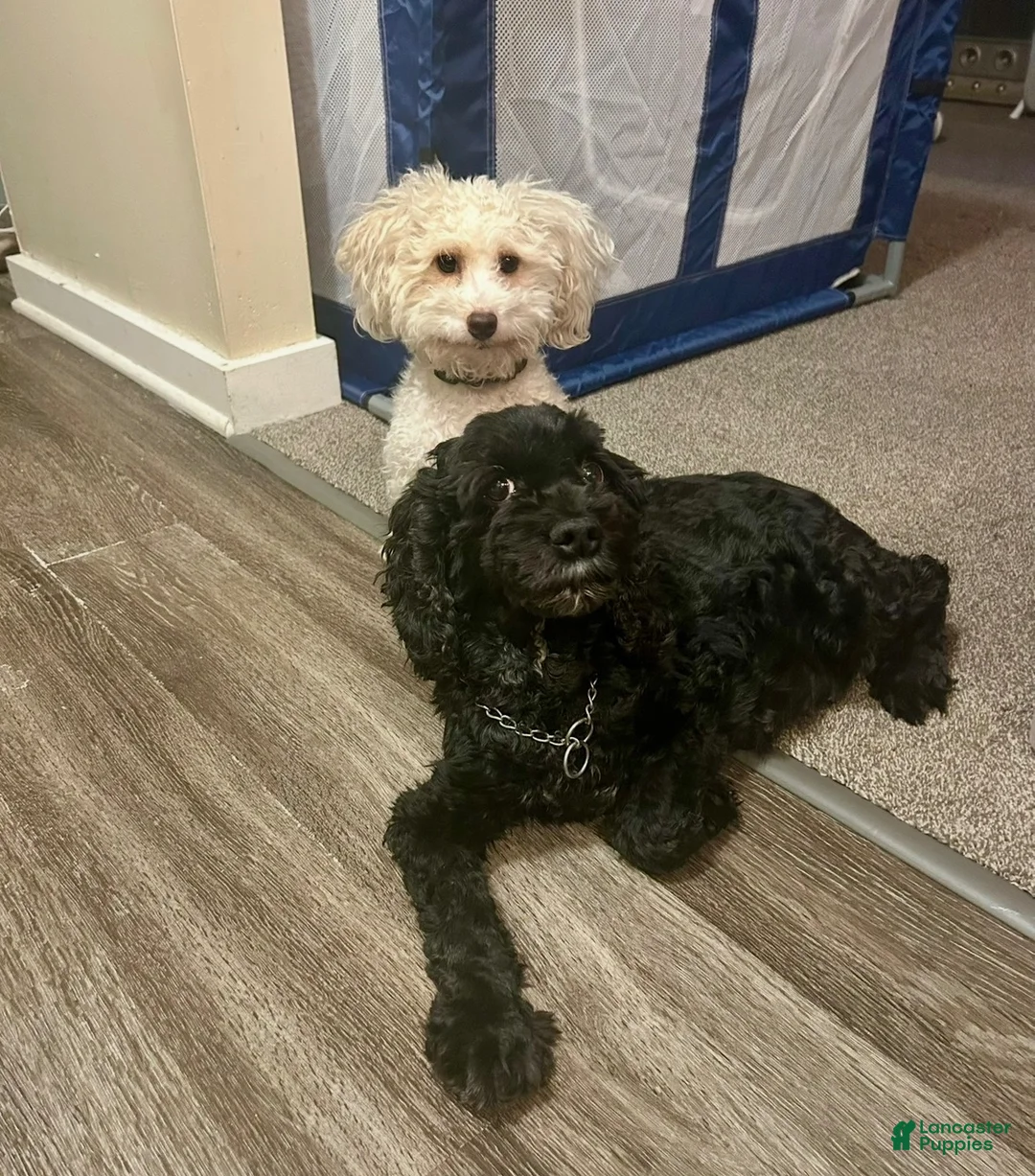 Cockapoo dogs for sale:  3. Grandpa - Ad 20