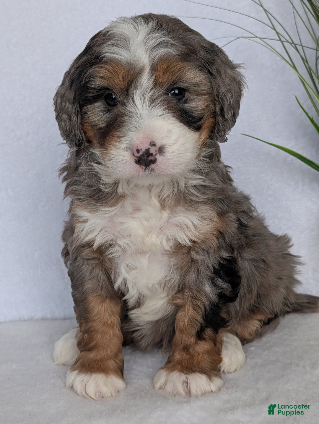Mini Bernedoodle dogs for sale: Mini Baker - Ad 3