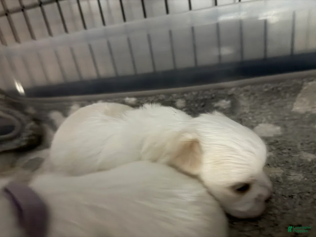 Morkie dogs for sale: Morkie 2 - Ad 2