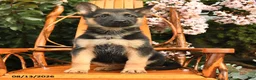 German Shepherd dogs for sale: Dixie - Ad 4