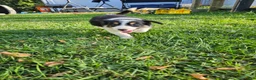 Border Collie dogs for sale: Lady  - Ad 3