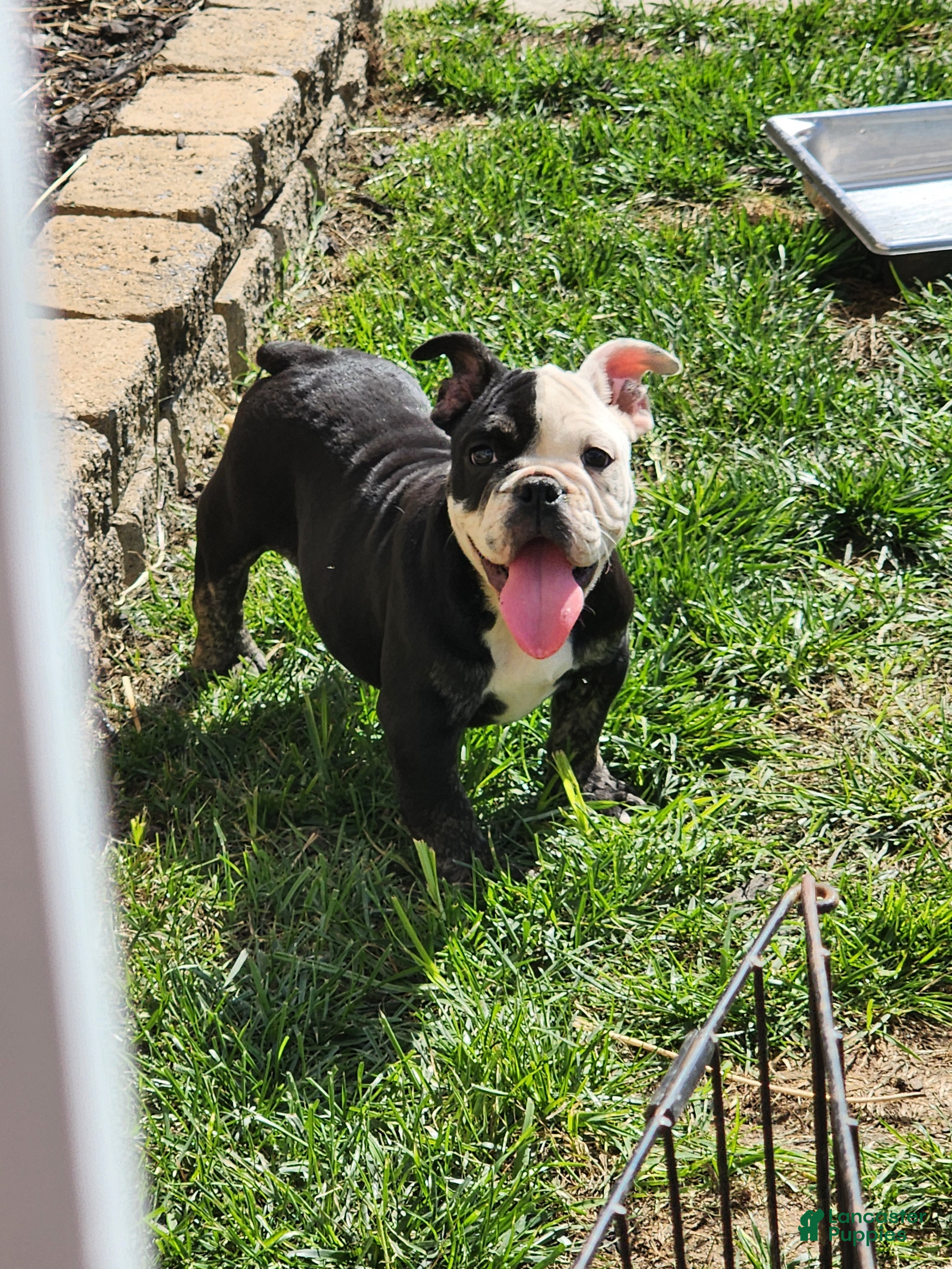 English Bulldog dogs Brat - Ad 39