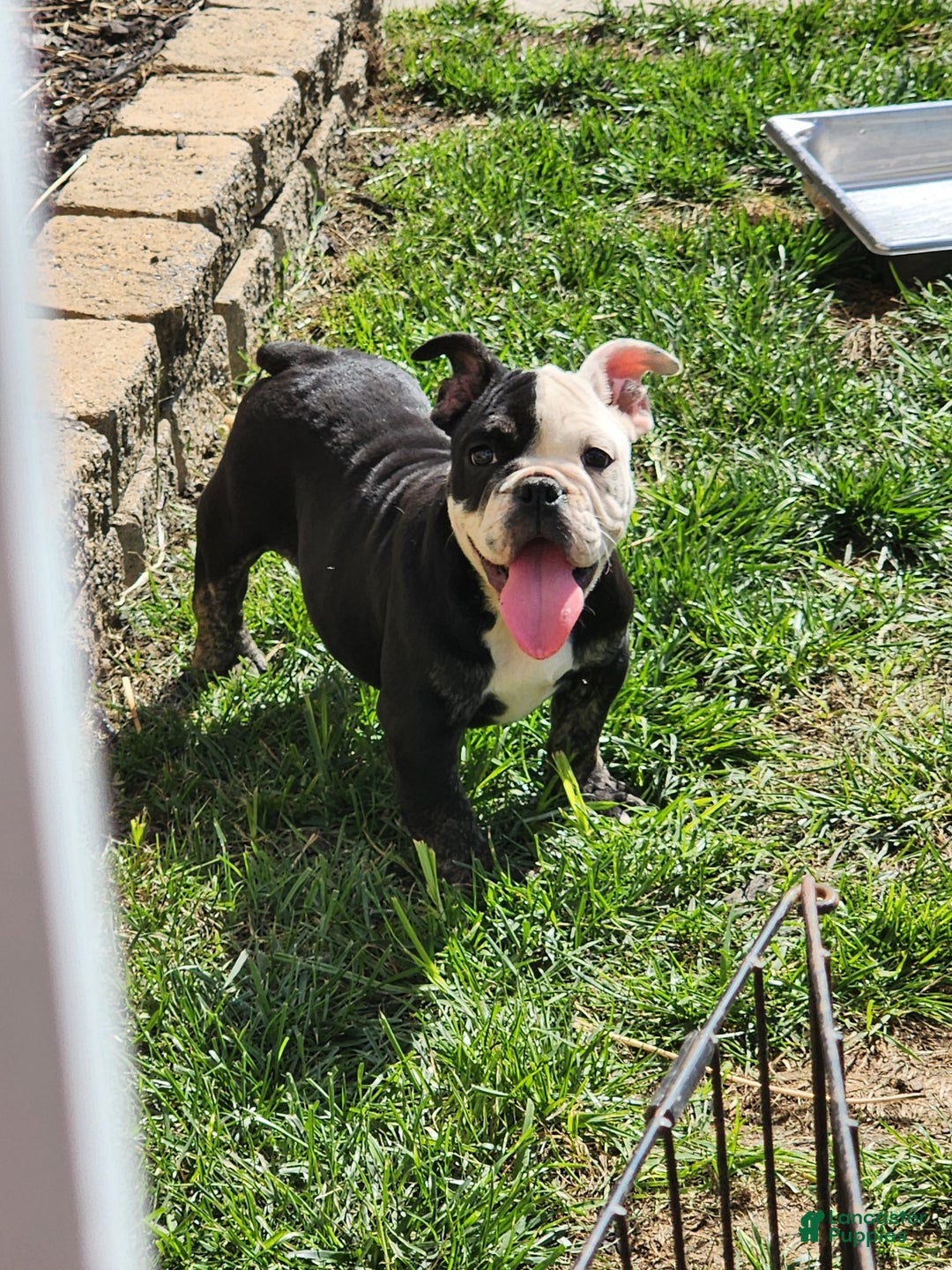 English Bulldog dogs for sale: Brat - Ad 1