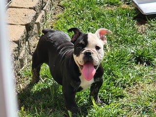 English Bulldog dogs Brat - Ad 27