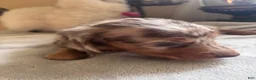 Dachshund dogs for sale: Gordon-Long Hair - Ad 5