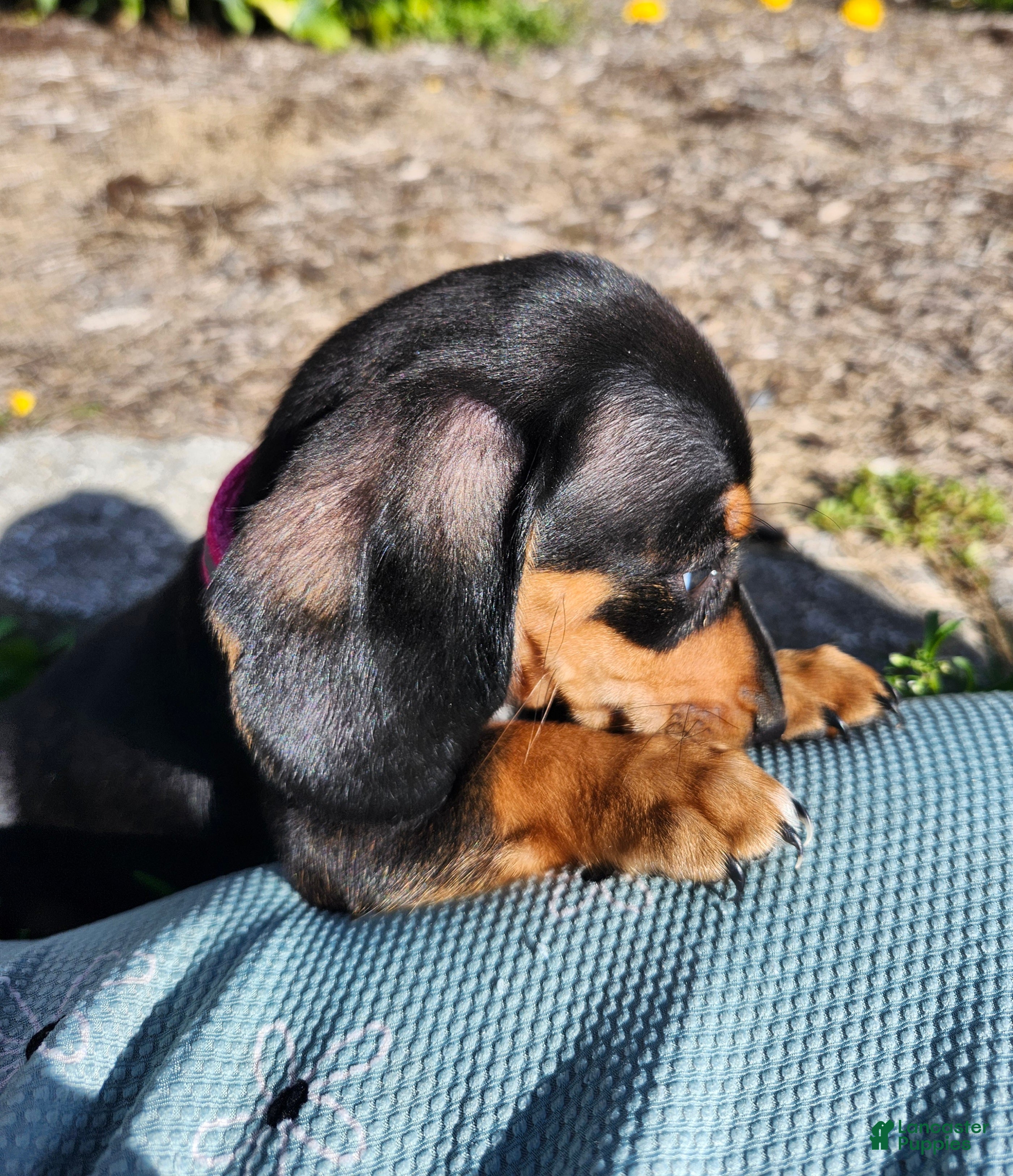 Miniature Dachshund dogs Zella - Ad 2