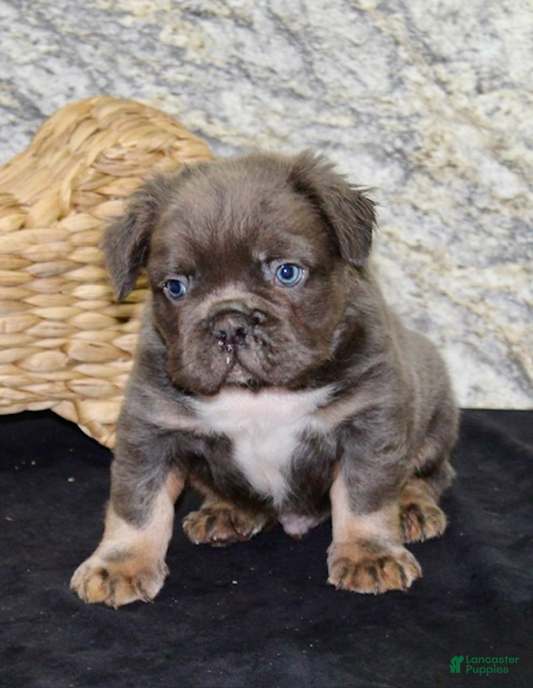 French Bulldog dogs for sale: Shadow - Ad 5