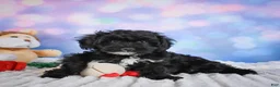 Miniature Poodle dogs for sale:  Pam - Ad 7