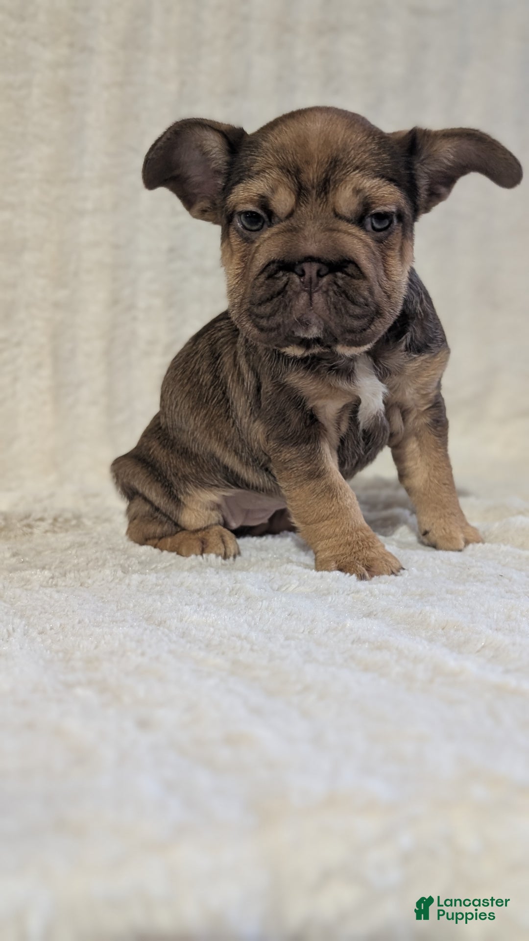 French Bulldog dogs for sale: Tessa - Ad 5