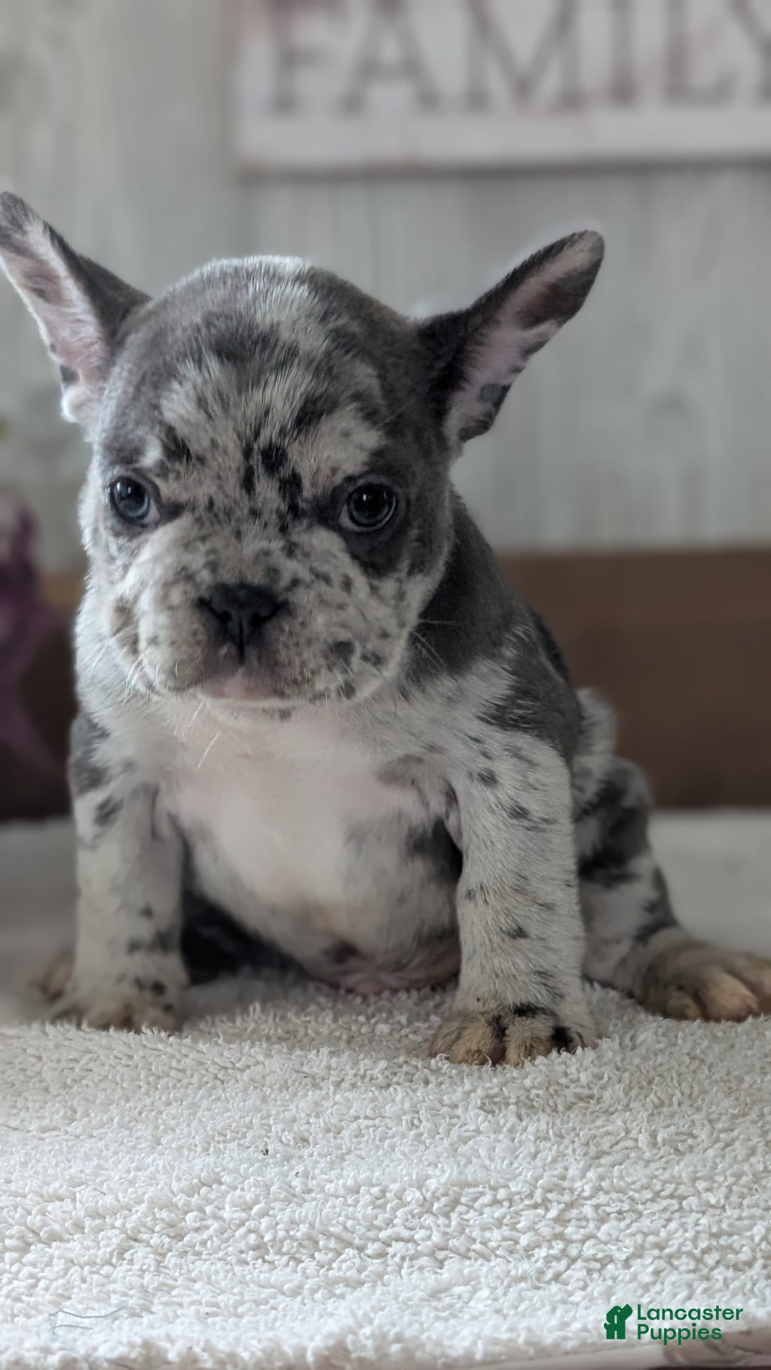 French Bulldog dogs for sale: Nemo  - Ad 5