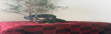 Ronnie 