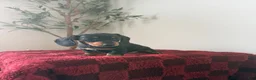 Miniature Dachshund dogs for sale: Ronnie  - Ad 1