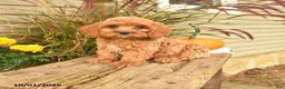 Cockapoo dogs for sale: Jasper - Ad 1