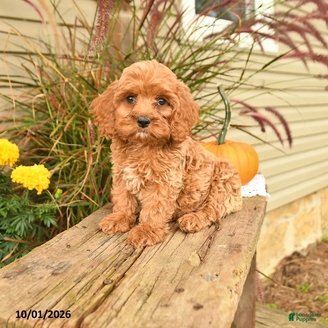 Cockapoo dogs for sale: Jasper - Ad 1