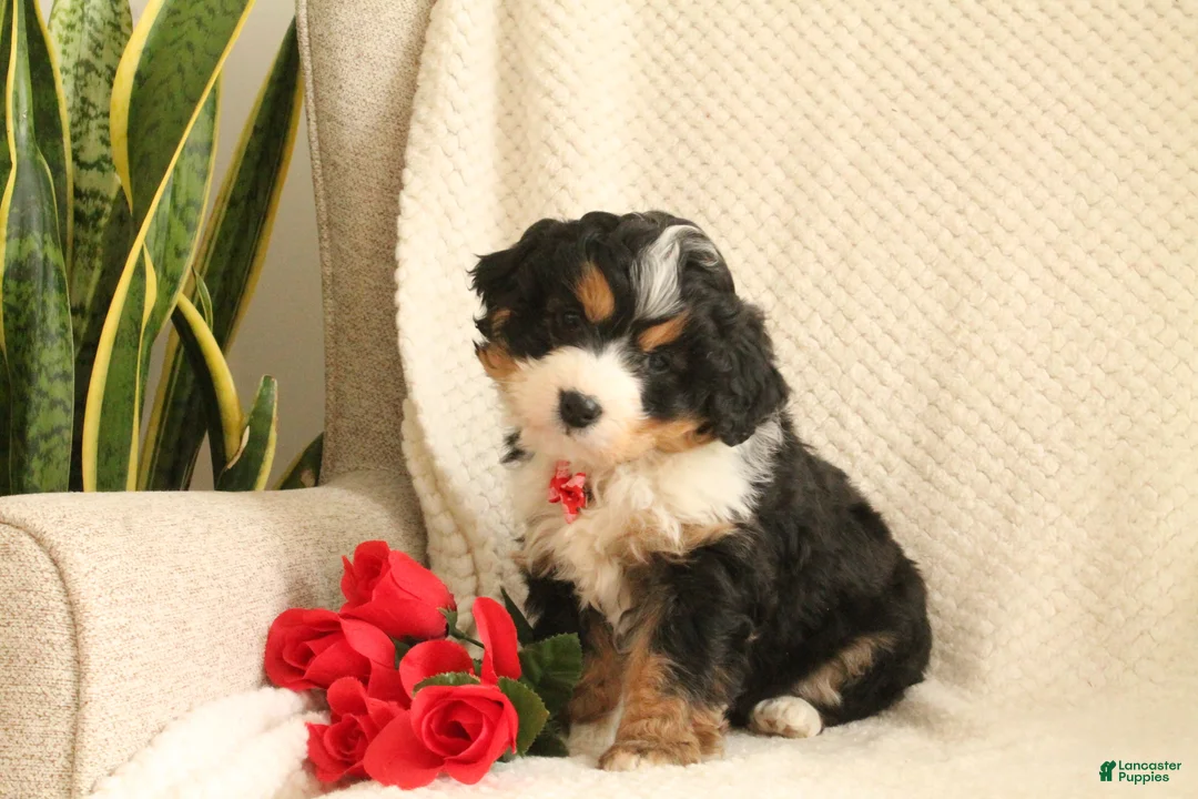 Mini Bernedoodle dogs for sale: Valentine - Ad 7