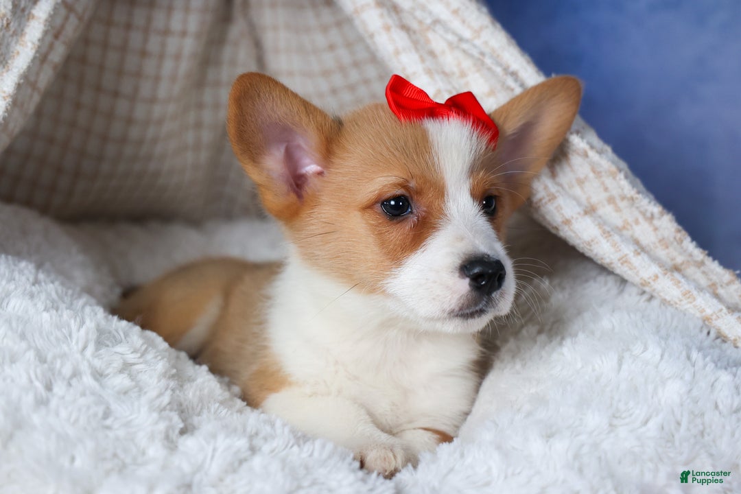 Welsh Corgi Pembroke dogs for sale: Mack - Ad 12