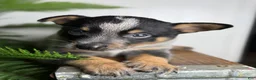 Australian Cattle Dog dogs for sale: Dusty - Ad 4