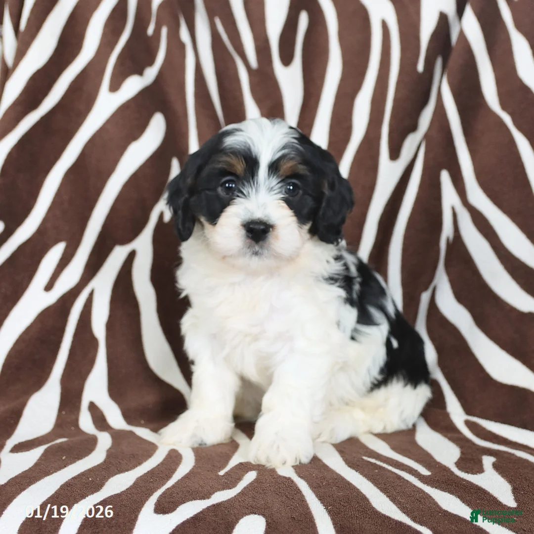 Cavapoo dogs for sale: Sparky - Ad 3