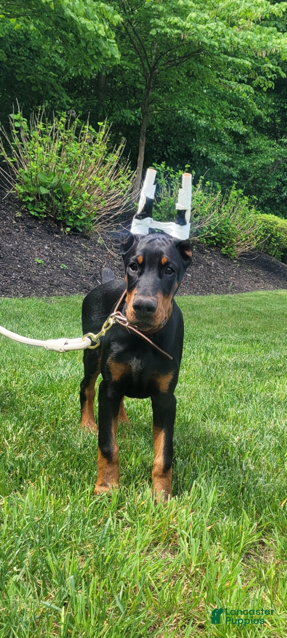 Doberman Pinscher dogs BLADE - Ad 29