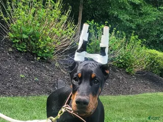 Doberman Pinscher dogs BLADE - Ad 29