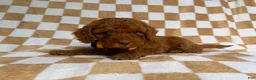 Cockapoo dogs for sale: Mathew  - Ad 5