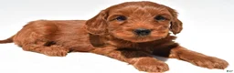 Mini Goldendoodle dogs for sale: Ellie - Ad 18
