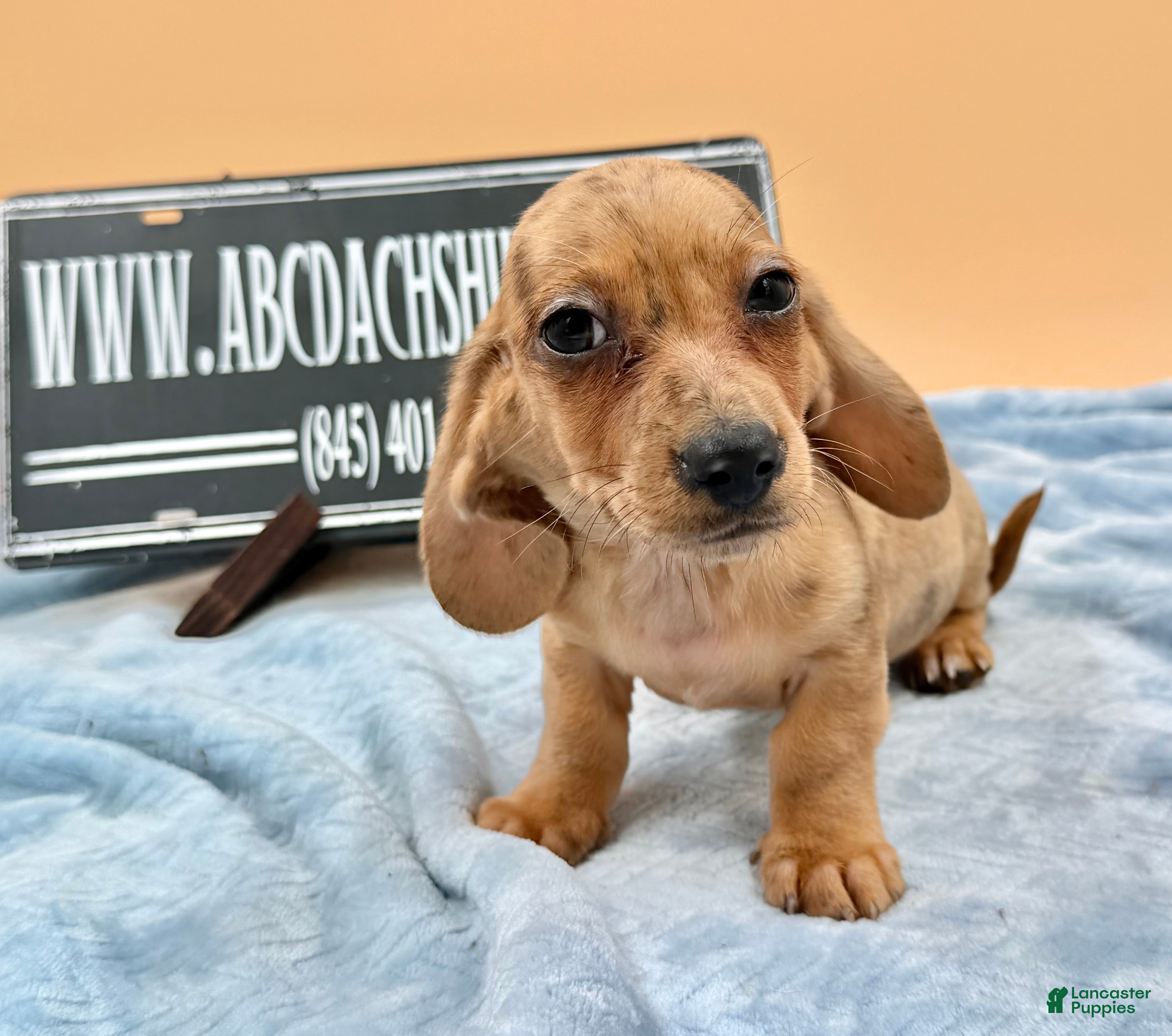 Miniature Dachshund dogs Smooth red brindle - Ad 2