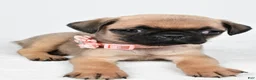 Pug dogs for sale: Alisha - Ad 4