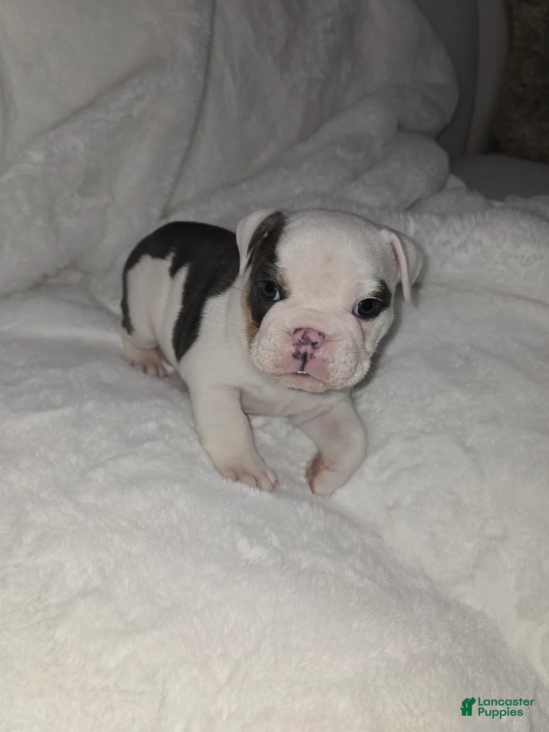 English Bulldog dogs for sale: English Bulldog Puppy 1 - Ad 2