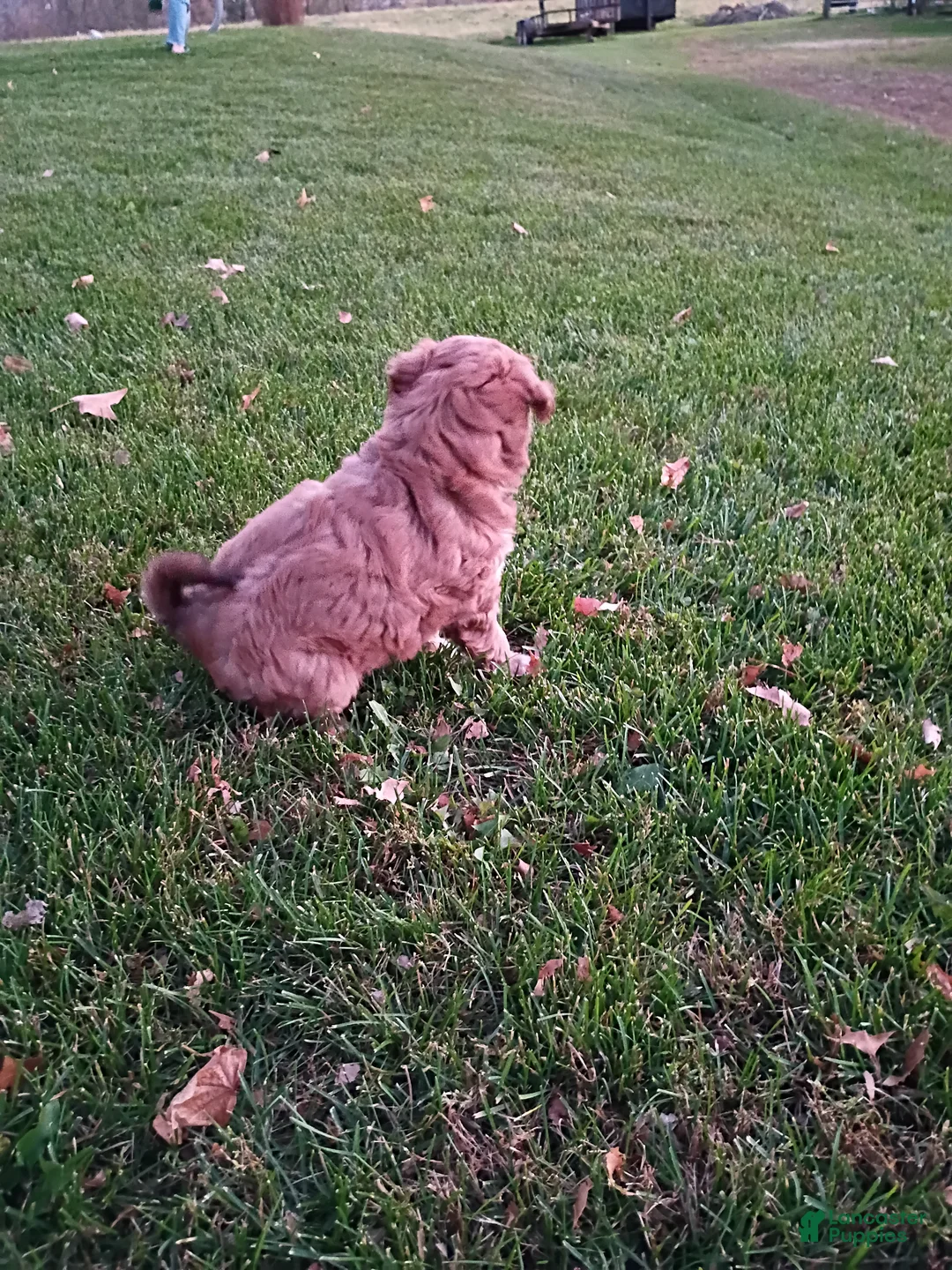 Mini Aussiedoodle dogs for sale: Mocha  - Ad 7