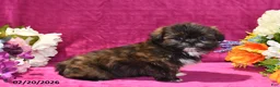 Shih Tzu dogs for sale: Rolo - Ad 1