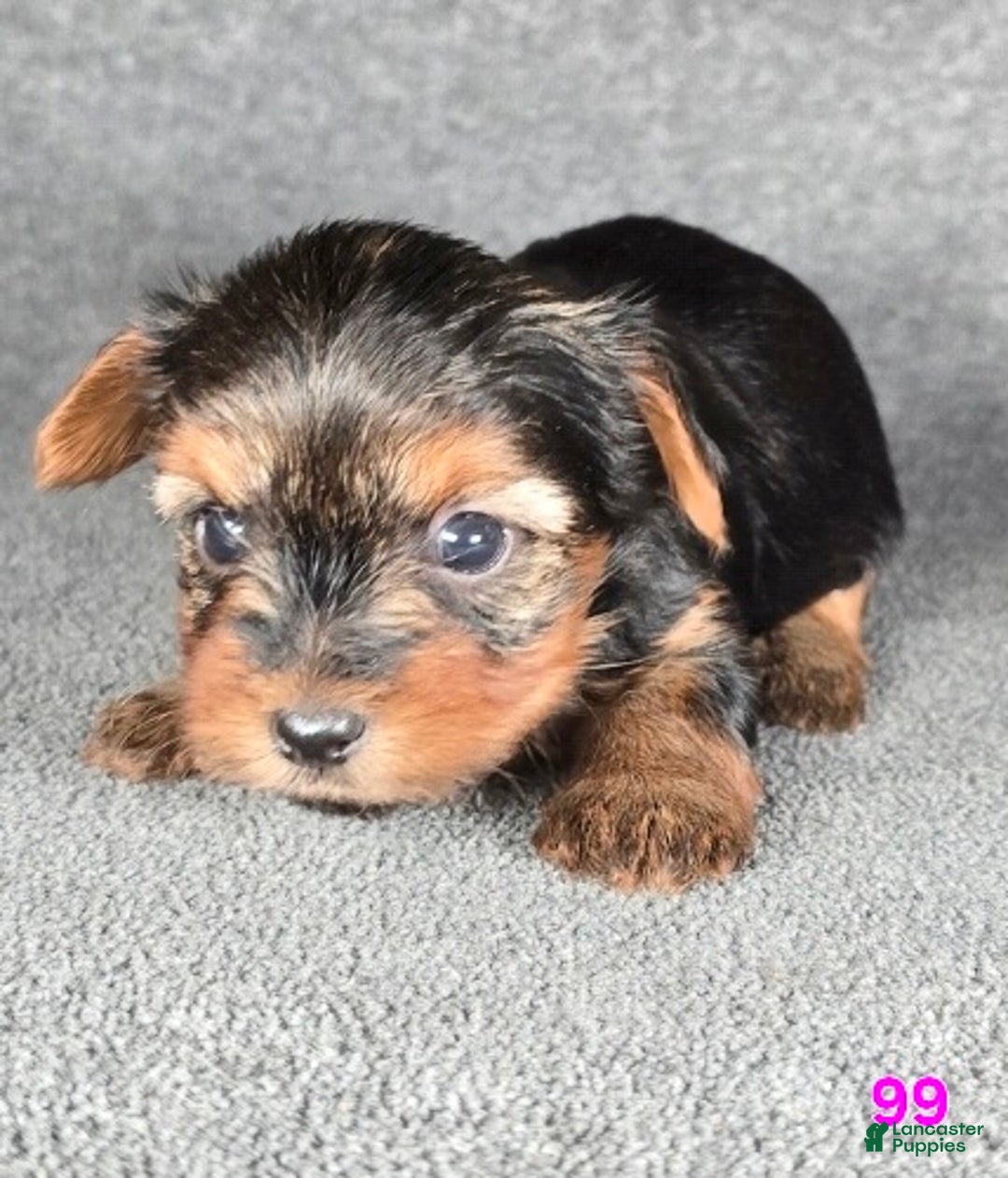Yorkshire Terrier dogs for sale: 99 - Ad 5