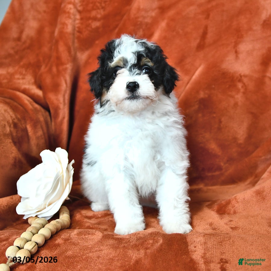 Mini Aussiedoodle dogs Savannah - Ad 2