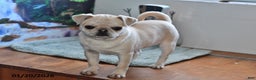 Pug dogs for sale: Rosie - Ad 5