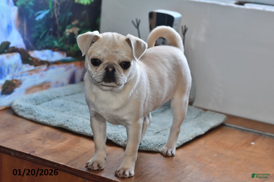 Pug dogs for sale: Rosie - Ad 5