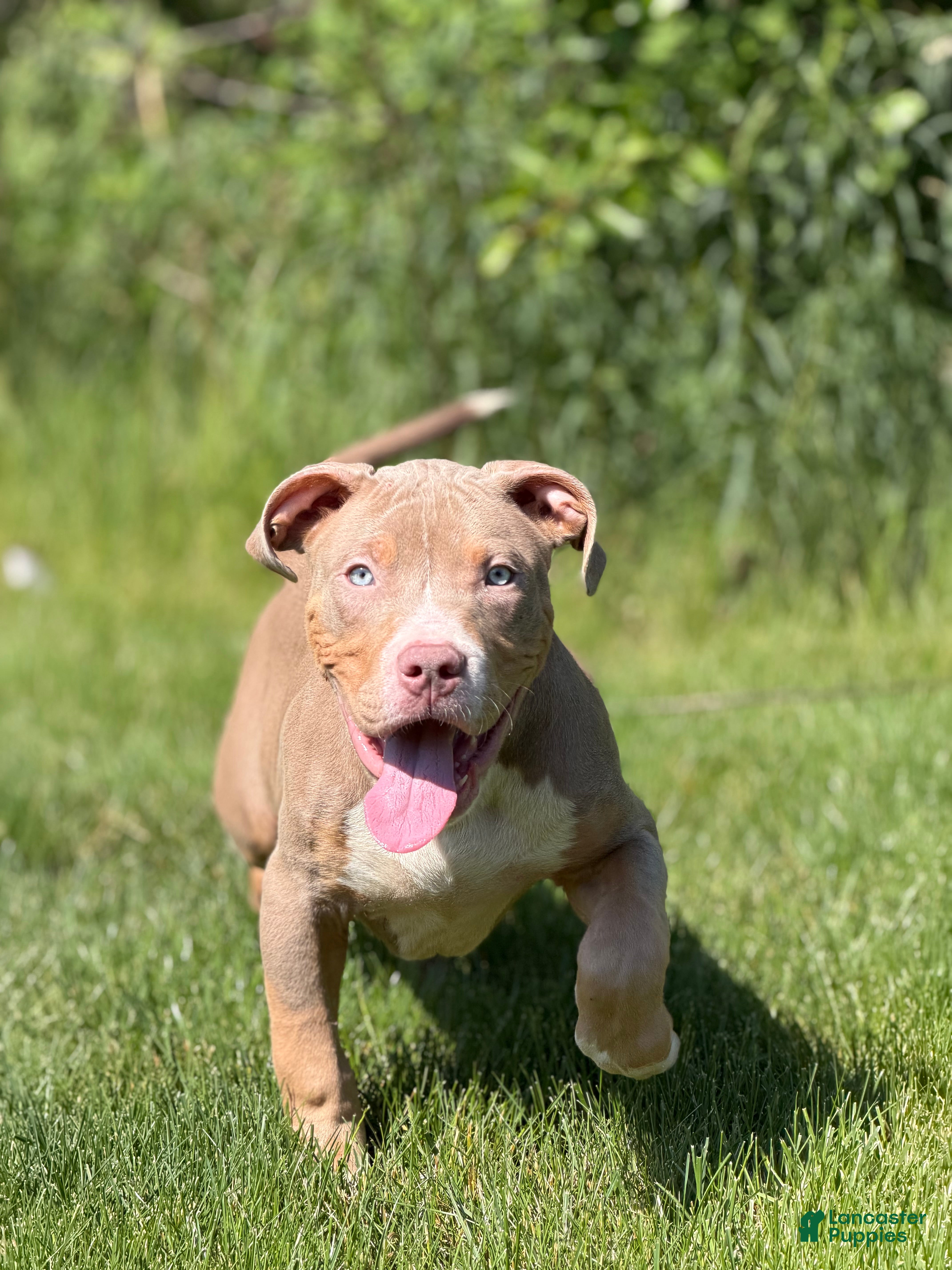 American Bully dogs American Bully Puppy 6 - Ad 16