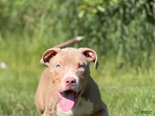 American Bully dogs American Bully Puppy 6 - Ad 16
